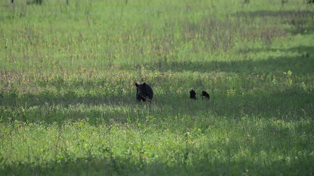 Black Bear Family in the Meadow