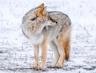 Coyote standing in a snowy field, looking over its shoulder with alert eyes © pictureguy32