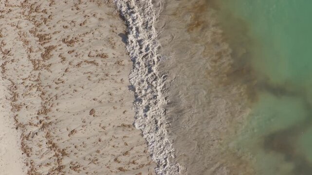 Top down areal view of Caribbean beach showing the seaweed algae pollution