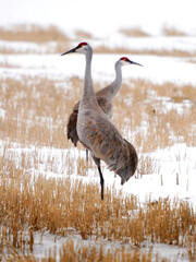 Naklejka premium Two sandhill cranes stand in a snowy field with dry grass and stalks