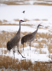 Fototapeta premium Two sandhill cranes stand in a snowy field with dry grass and a bird flying overhead