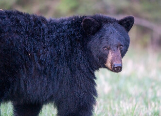 Close-up portrait of a black bear with dark fur and curious eyes in a natural setting © pictureguy32