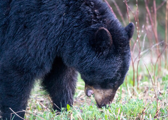 A black bear forages for food in a grassy meadow during springtime © pictureguy32