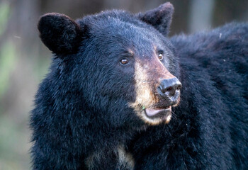 Close-up portrait of a black bear with dark fur and curious eyes in the wild © pictureguy32