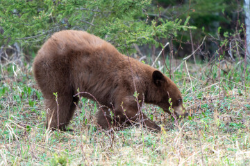 Young brown bear cub foraging for food in a grassy forest clearing © pictureguy32