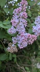 Obraz premium Close-up of blooming lilac flowers with soft purple petals and green leaves in a natural garden setting. Spring floral background with delicate pastel colors and fresh botanical atmosphere.