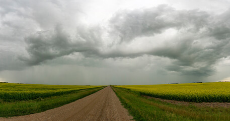 Fototapeta premium Stormy skies loom over a vast canola field with a dirt road leading onward