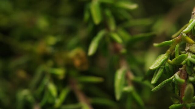 Green thyme bunch tied together, aromatic spices of dried thyme for use in cooking and folk medicine, herbal tea, kitchen. 