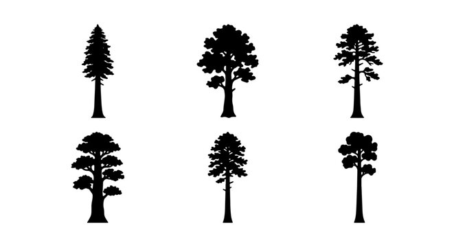 Conifer Tree Silhouettes Set, Evergreen Forest Icons, Pine Sequoia Vector Graphics