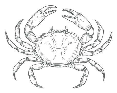 Hand drawn crab in vintage engraving style ocean crab illustration.
