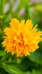 Obraz premium Vibrant yellow coreopsis flower macro shot