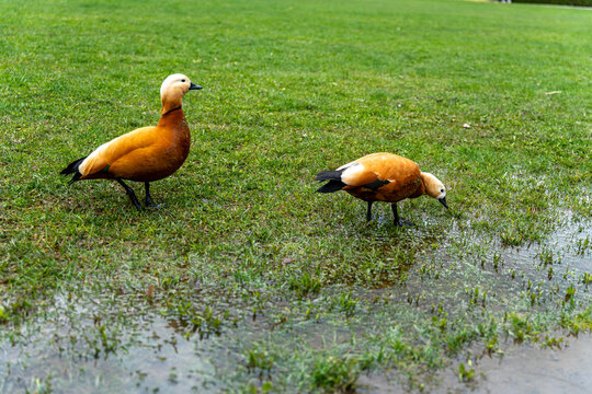 Ruddy Shelduck Pair On Wet Grass, Two Orange Waterfowl Standing Near Shallow Puddle In Urban Park, Calm Afternoon Light, Subtle Reflection On Water,