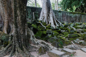 Fototapeta premium Massive tree roots engulf ancient stone ruins at Ta Prohm temple in Siem Reap, Cambodia. The jungle overgrowth symbolizes nature's reclamation of historical sites.