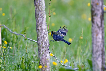 great tit bird by green flower © Markus