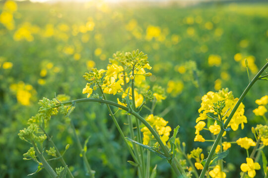beautiful yellow rapeseed flowers blooming field summer landscape, young rapeseed plants in sun, ripening agro culture, agricultural growing, environmentally friendly plants, vegetable oil production