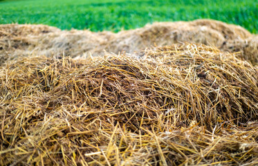 Naklejka premium Large pile manure mixed with straw, organic fertilizer soil enrichment, agricultural Traditional waste, Traditional agronomy, farming life, soilimprovement, Natural composting, landscape background