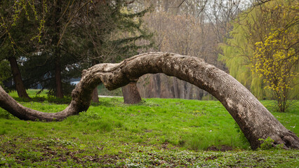 Old tree trunk forming arch over green grass © Volodymyr