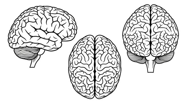 Three views of a human brain side, top, and posterior, rendered in a classic black and white line art illustration style