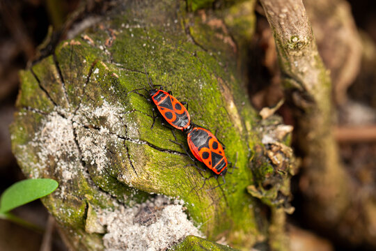 Firebugs mating on green mossy tree stump