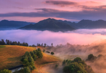 Fototapeta premium Aerial view of trees on alpine meadow, mountains in pink low clouds at foggy sunrise in summer. Top drone view of hills with green grass and trees in fog, purple sky at dawn. Slovenia. Landscape. Alps