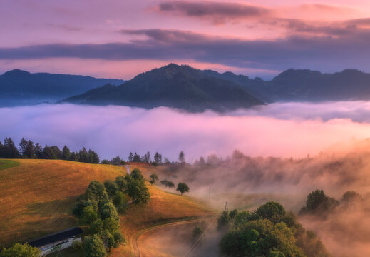 Aerial view of trees on alpine meadow, mountains in pink low clouds at foggy sunrise in summer. Top drone view of hills with green grass and trees in fog, purple sky at dawn. Slovenia. Landscape. Alps