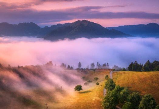 Aerial view of trees on alpine meadow, mountains in pink low clouds at foggy sunrise in summer. Top drone view of hills with green grass and trees in fog, purple sky at dawn. Slovenia. Landscape. Alps