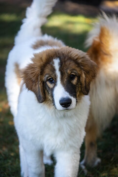 Tornjak Puppy Standing Outdoors in Soft Light