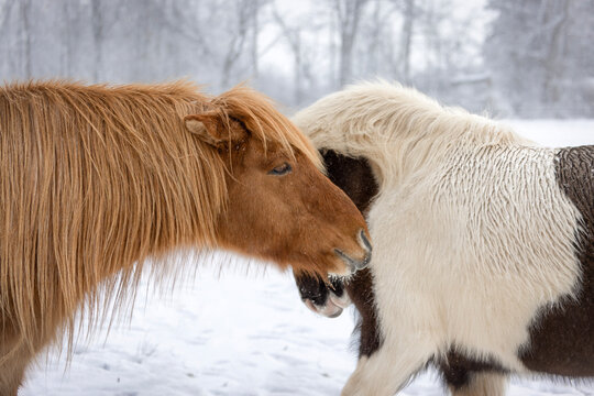 Two Icelandic horses interacting in snowy winter pasture