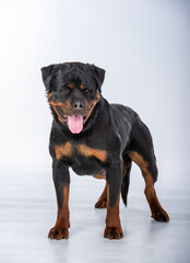 Fototapeta premium Rottweiler Standing in Studio.