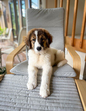 Tornjak puppy sitting on cushioned chair indoors