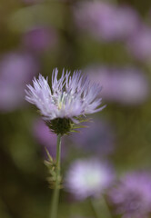 Fototapeta premium Flora of Gran Canaria - Galactites tomentosa, natural macro floral background