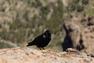 Obraz premium Fauna of Gran Canaria - Canary Islands Raven (Corvus corax canariensis) Perched on a Rock