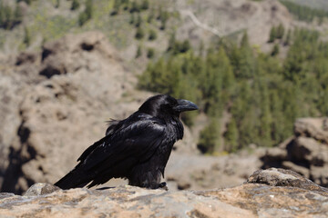 Obraz premium Fauna of Gran Canaria - Canary Islands Raven (Corvus corax canariensis) Perched on a Rock