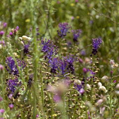 Obraz premium Flora of Gran Canaria - Leopoldia comosa, tassel hyacinth natural macro floral background