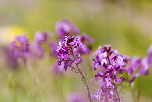 Flora of Gran Canaria - lilac flowers of crucifer plant Erysimum albescens, endemic to the island, natural macro floral background
