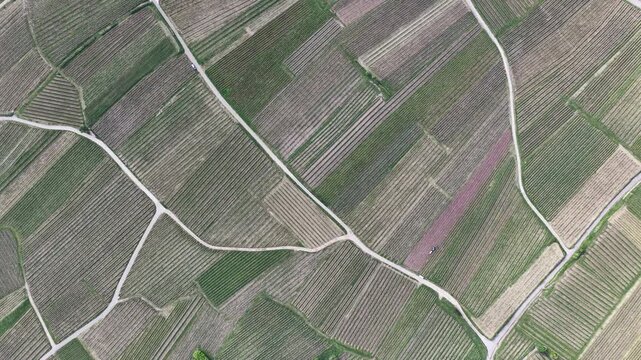 Aerial view of geometric vineyard patterns and narrow dirt paths in the countryside of Ribeauville, Grand Est, France.