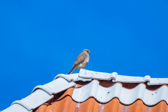 A kestrel in Tallinn old town in Estonia