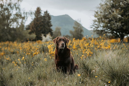 Labrador chocolat assis dans un champ de fleurs au printemps 