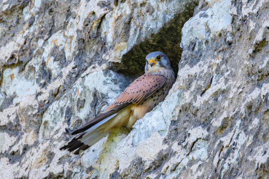 A kestrel in Tallinn old town in Estonia