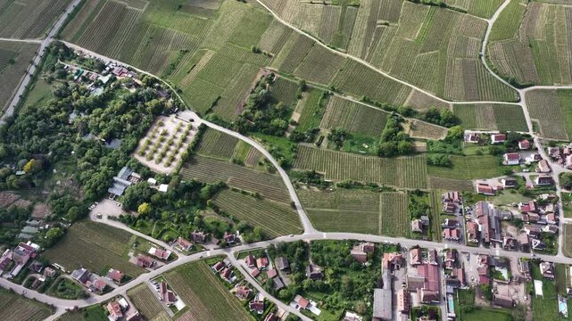 Aerial view of lush green vineyards and traditional red-roofed houses in the historic town of Ribeauville, Grand Est, France.