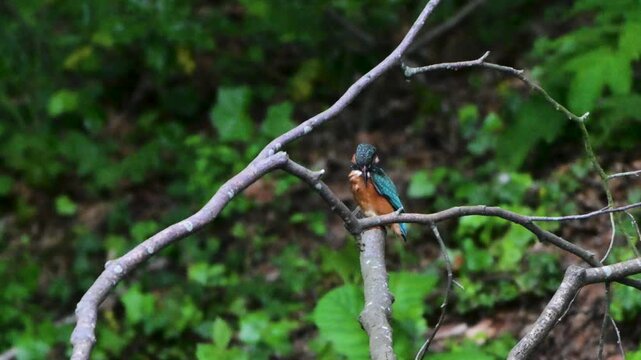 A common kingfisher (*Alcedo atthis*) rests on a dead branch over calm canal water