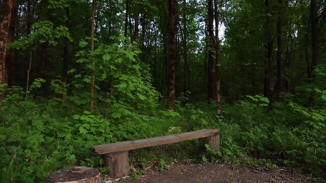 Wooden old bench in the green forest with tall spring trees and green bright grass. Eco landscape with fresh air with natural sounds of nature and the singing of spring birds