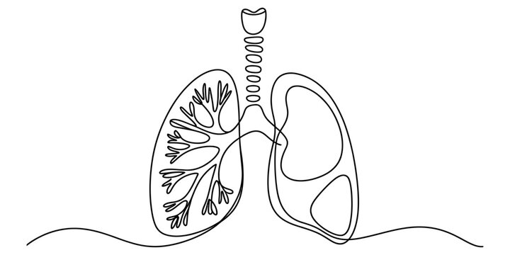 Continuous single line drawing of human lungs showing breathing system anatomy for medical health education and respiratory science research concept Vector, illustration