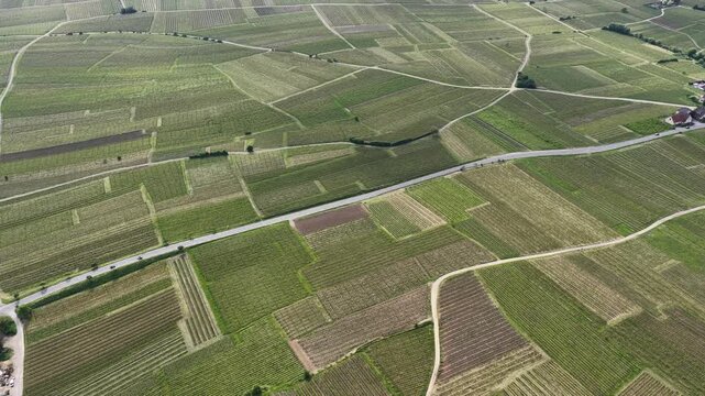 Aerial view of the vast patchwork of lush green vineyards and narrow rural roads in the countryside of Ribeauville, Grand Est, France.