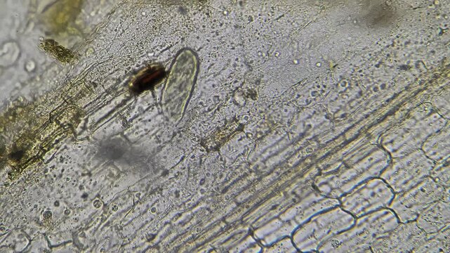 Plant cell mosaic. High magnification plant surface. Detailed image of plant cells and surface debris. Photomicrograph showcasing cellular patterns and epidermal surface details in plants