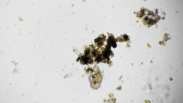 Rotifer among green algae under microscope, solitary rotifer spiraling near detritus with brightfield contrast sample collected by environmental researcher for live imaging and biodiversity study.