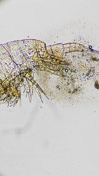 High magnification macro video of a rotifer showcasing its structure and anatomy against white background. Macro of tiny life being of fresh water aquatic ecosystems. Studying biology in laboratory