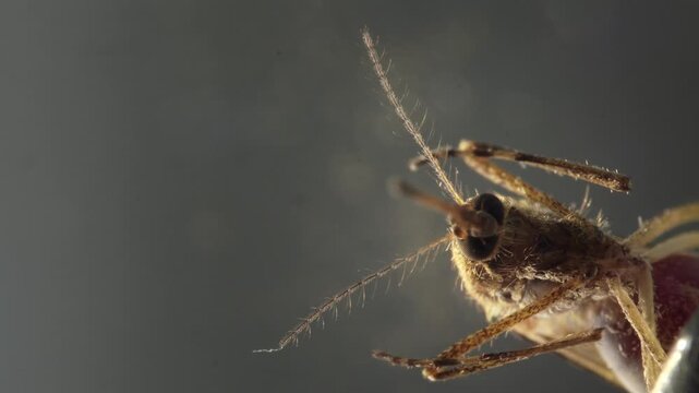 Closeup mosquito head with sharp antennae and textured exoskeleton under soft gray light dramatic shallow depth emphasizes compound eye and mouthparts, educational anatomy shot for entomology guides