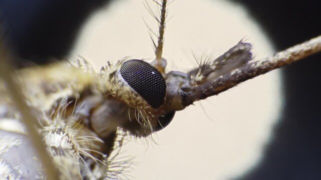 Profile female mosquito proboscis on filament, clinical capture shows lateral head and thorax with antenna detail and bloodfed abdomen suggested, mounted specimen prepared for entomology analysis