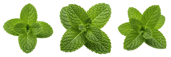 Fresh Green Mint Leaves Isolated on White Background, Aromatic Culinary Herb Sprigs for Drinks and Cooking, Organic Peppermint Leaves for Food Decor and Refreshing Tea, Natural Herb PNG Elements Colle © kulan